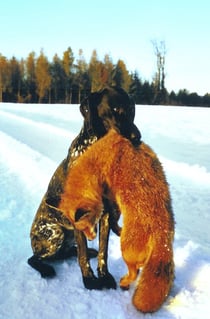 Dörte mit Fuchs Foto: Heinz Bosshard