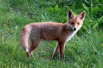 Jungfuchs Foto: Leo Wyden