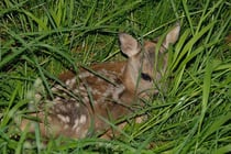 Rehkitz im Gras Foto: Leo Wyden