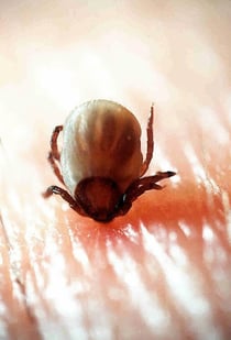 Saugende Zecke  Bildquelle: www. zecke.ch