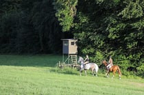 Im Galopp am Waldrand neben dem Waldweg Foto: Leo Wyden