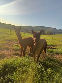 aa Liam und aa Liana sind aufmerksam und sehr neugierig.