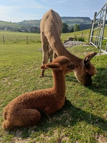 aa Maila mit Mama aa Rose