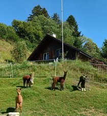 Die 4 jüngsten, aa Maila, aa Soraya, aa Iltschi und aa Kaylee