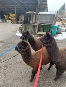 Halftertraining mit den Crias 2022: aa Liam, aa Liana, aa Indiana, aa Jelly, aa Quinta, aa Olki und aa Blackjack 