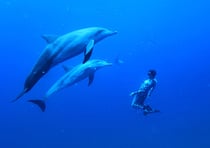 "Artist finds his sea legs"  2010.8.16