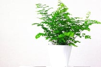 アディアンタム