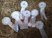 Pferdesegnung Heiligkreuz