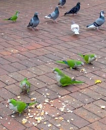 des perroquets et des pigeons à Barcelone