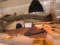 Das Terrarium ist nicht ganz günstig