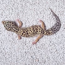Leopardgecko 'Meredith' Mack Snow