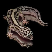 Leopardgecko 'Dust' Lavender Striped Mack Snow Bold Bandit het. Tremper Albino
