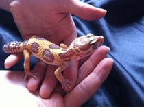 Unsere handzahme "Havanna"