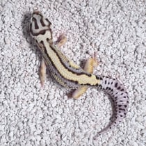 Leopardgecko 'Vegas' Lavender Bandit
