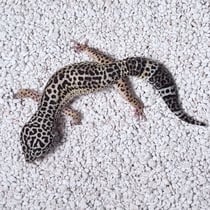 Leopardgecko 'Tigra' Light Black Night