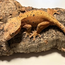 Kronengecko 'Ginny Weasley' Red Dalmatian