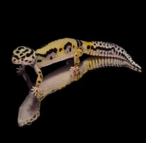 Leopardgecko 'Noon' Tangerine & Lavender Striped Bandit