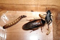 Mehlwürmer, Schaben und Heimchen