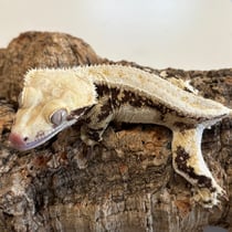 Kronengecko 'Luna Lovegood' Lilly White