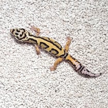 Leopardgecko 'Wisconsin' Tangerine Jungle Bandit 