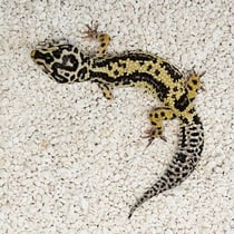 Leopardgecko 'Lemon' Tangerine Striped Bandit