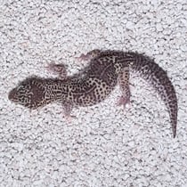 Leopardgecko 'Smokey' Mack Snow Black Night