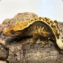 Kronengecko 'Hermine Granger' Broken Pinstripe Tricolor Extreme Harlequin