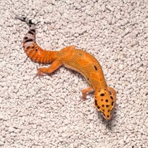 Leopardgecko 'Citrine' Clown