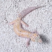 Leopardgecko 'Marble' W&Y Mack Snow