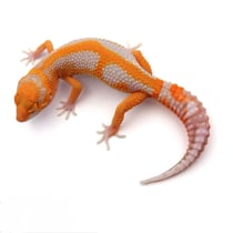 Leopardgecko 'Rubin' Red Diamond