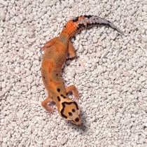 Leopardgecko 'Rook' Clown