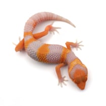 Leopardgecko 'Sol' Red Diamond