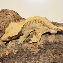 Kronengecko 'Albus Dumbledore' Cream Extreme Harlequin