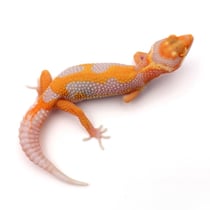 Leopardgecko 'Nyx' Red Diamond Stone Wash