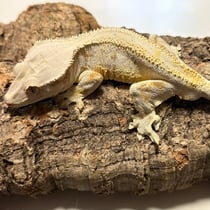 Kronengecko 'Rubeus Hagrid' Tangerine Red Lilly White