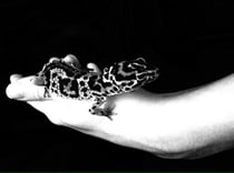 Cindy's Liebling "June"