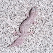 Leopardgecko 'Silver' W&Y Mack Snow 