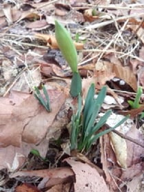 けなげなスイセンたち