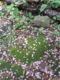 我が家の庭を彩る花びら