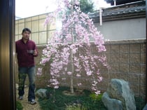 造園　施工事例　シダレザクラ