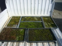造園工事・植栽工事用材料　苔（こけ）
