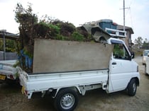 カイズカイブキ・生垣・伐採・撤去