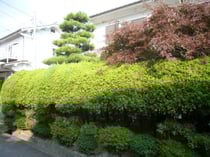 カイヅカイブキ・生垣・伐採・撤去