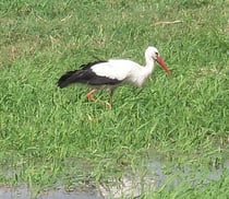 Braucht feuchte Wiesen statt Maisäcker: Weissstorch auf Nahrungssuche.
