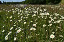 Wiesen-Margeriten bestimmen derzeit den Blühaspekt.
