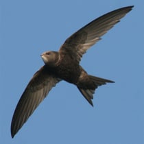 Mauersegler im Anflug. Bild: Fotonatur/NABU