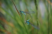 Kleingewässer bieten einer Vielzahl von Tieren und Pflanzen einen Lebensraum.