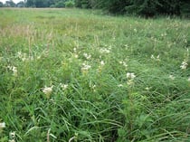 Von der Neuanlage von Wegen bedroht sind auch gesetzlich geschützte Biotope wie diese Nasswiese mit Großseggen- und Hochstaudenbeständen.