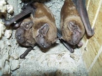 Drei Große Abendsegler in einem Fledermauskasten im Brachenfelder Gehölz. Foto: F. Gloza-Rausch
