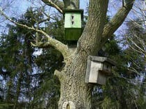 Sie suchen Nisthilfen ? Klicken Sie doch mal auf dieses Bild... (Foto: Schukies)